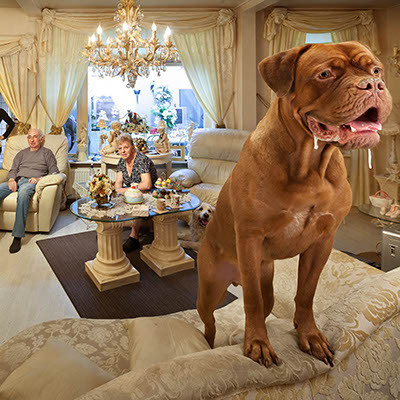 Retourtje Man Bijt Hond / NCRV